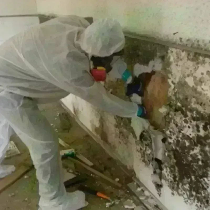 Mold Remediation and Removal in Amelia, OH